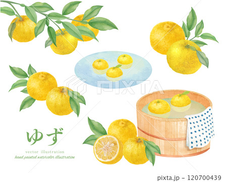 柚 柚子 手書きのイラスト素材 - PIXTA