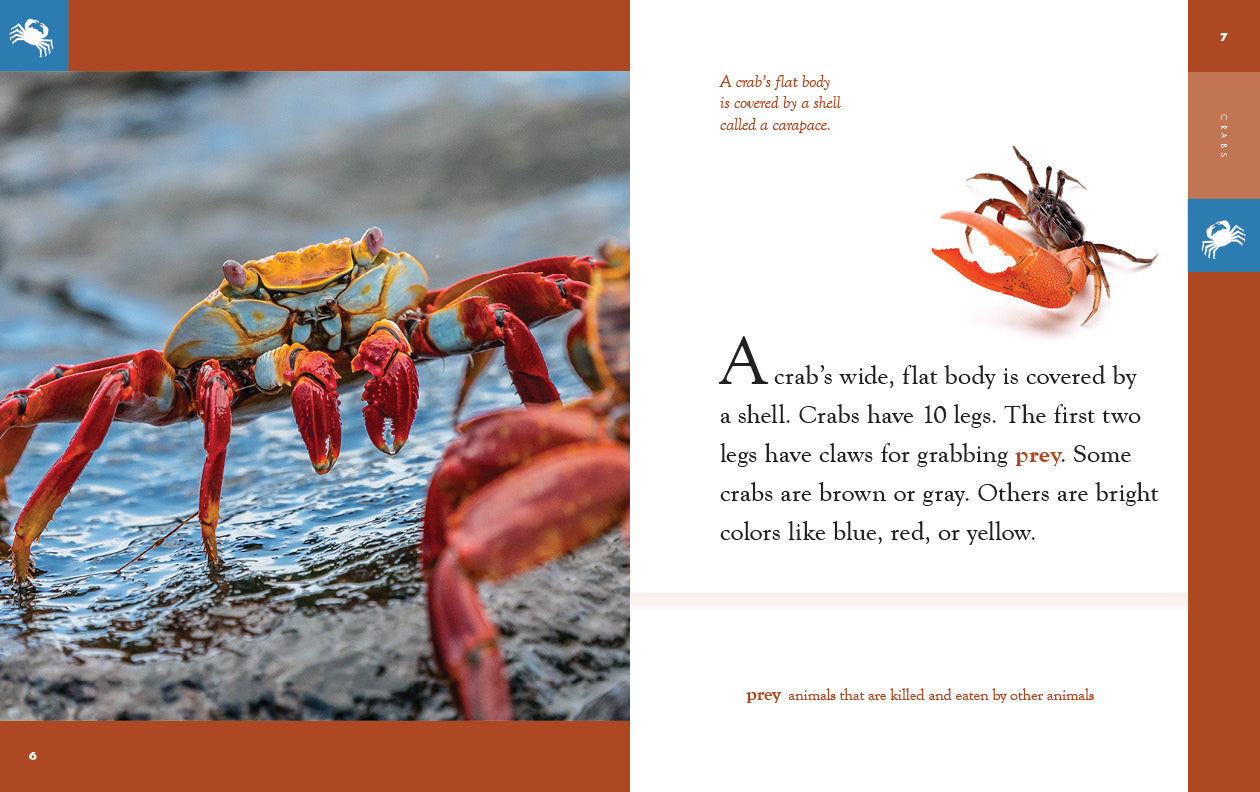 Crabs – The Creative Company