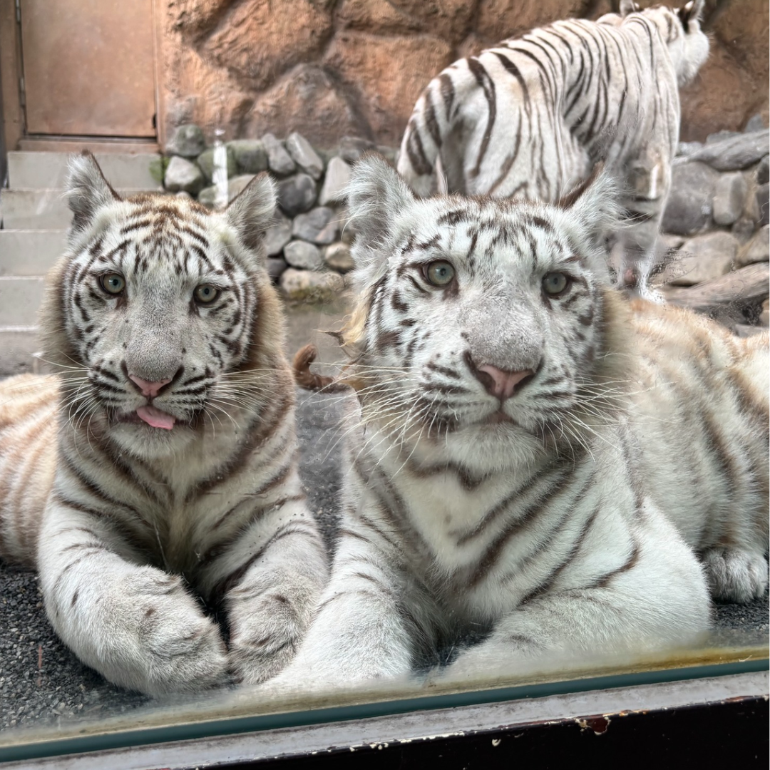 祝1歳記念！コタ・ハクマグネット付きぬいぐるみセット