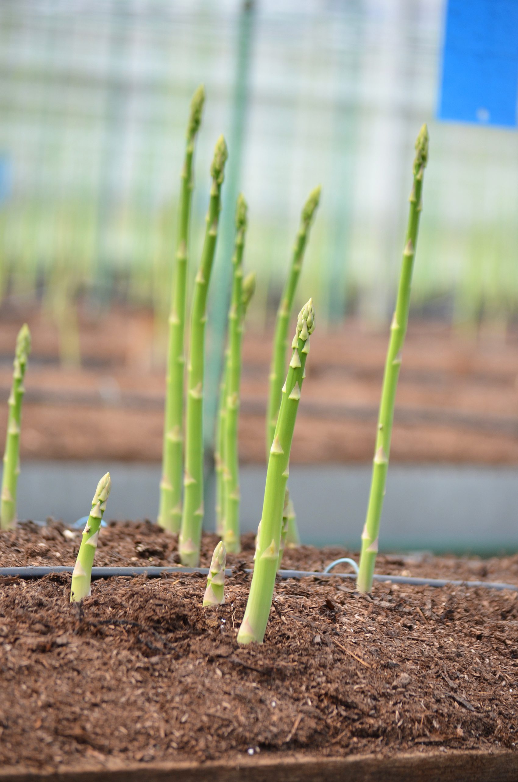 レア　希少　アスパラガス　斑入り 現品お届け】サンスベリア 4号 Lav.1970 斑入り（ラブラノス1970斑入り