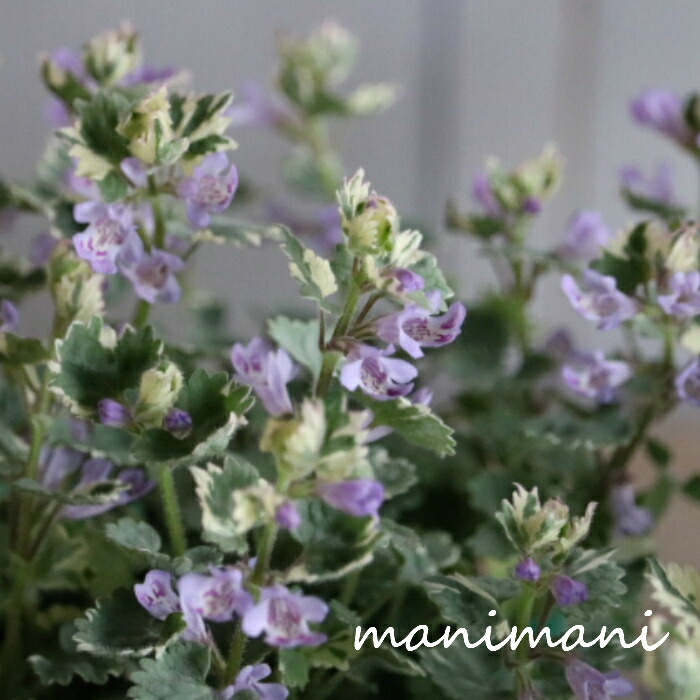 楽天市場】斑入りグレコマ ヘデラケア「バリエガータ」2.5～3寸ポット