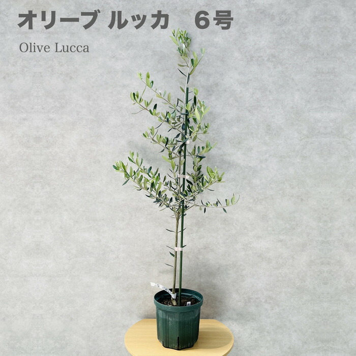 楽天市場】オリーブの木 ルッカ 6号鉢苗 鉢底から110cm程度 開帳型