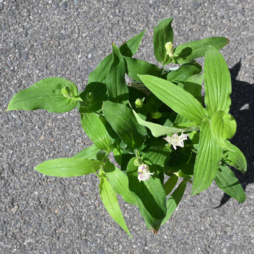 楽天市場】2026年NEW ホトトギス 初恋 ポット苗 山野草 多年草 : 園芸