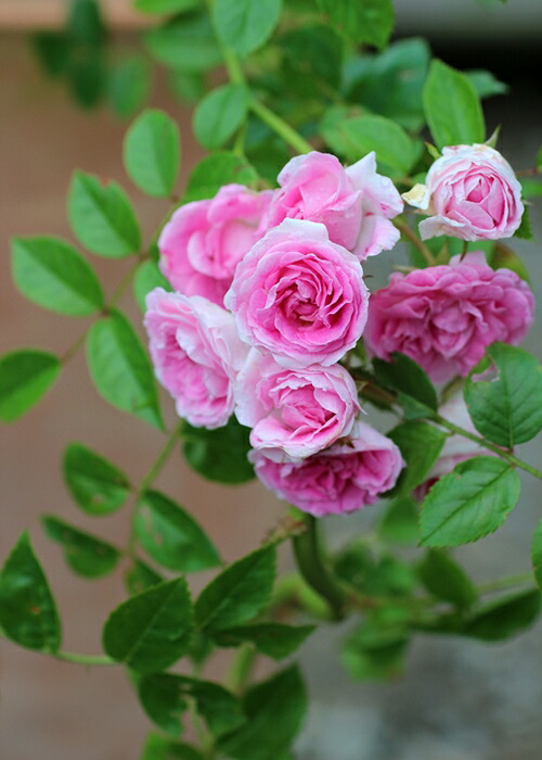 楽天市場】ユキコ （大苗）7号鉢植え ハイブリッドウィクラナ 春咲き