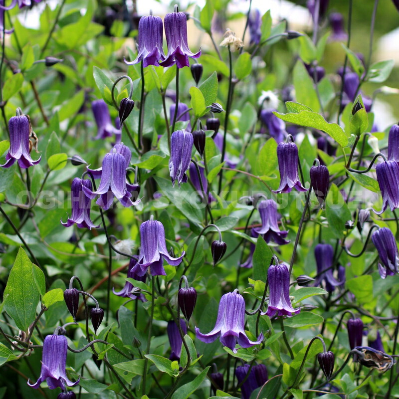 楽天市場】クレマチス 'ロウグチ' 2年苗 : おぎはら植物園