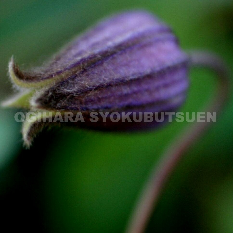 楽天市場】クレマチス フスカ 2年苗 : おぎはら植物園