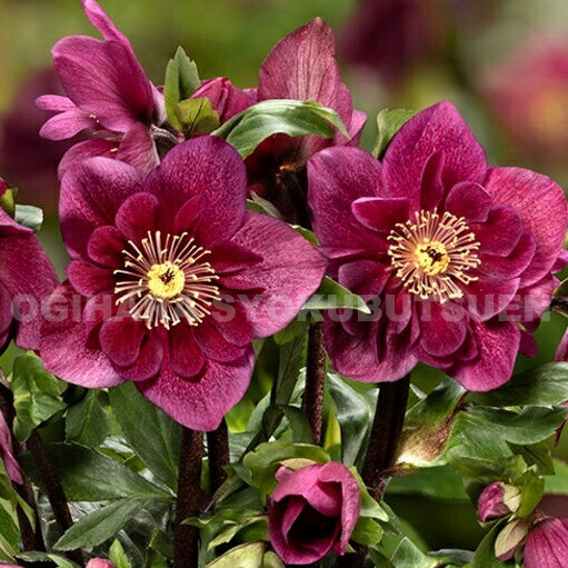 楽天市場】クリスマスローズ 雪の妖精 'フリー ルビー' 大苗（5号