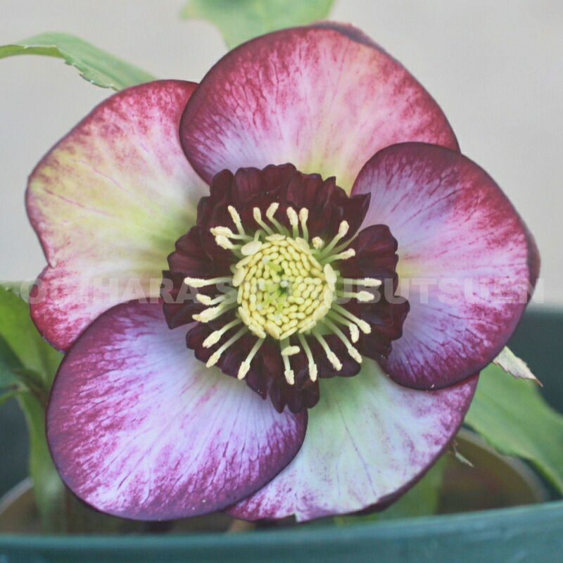 ご確認用ローズレースクリスマス向け真っ赤黒お洒落な花柄