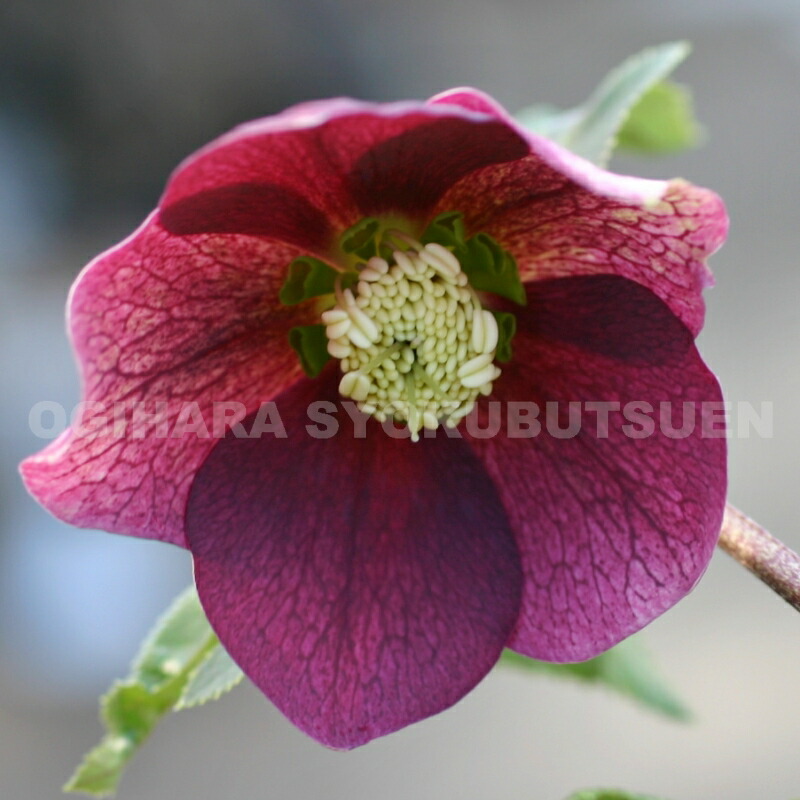 楽天市場】クリスマスローズ 赤系（シングル）大苗 : おぎはら植物園