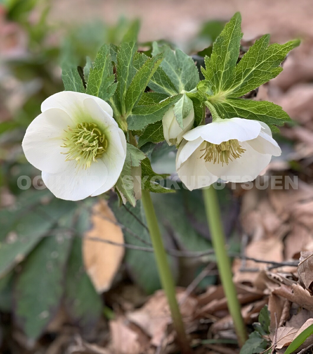 楽天市場】クリスマスローズ 白系（純白・シングル）大苗 : おぎはら植物園