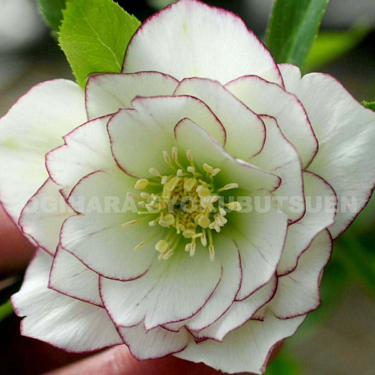 楽天市場】クリスマスローズ ホワイト ピコティ ダブル 大苗 : お