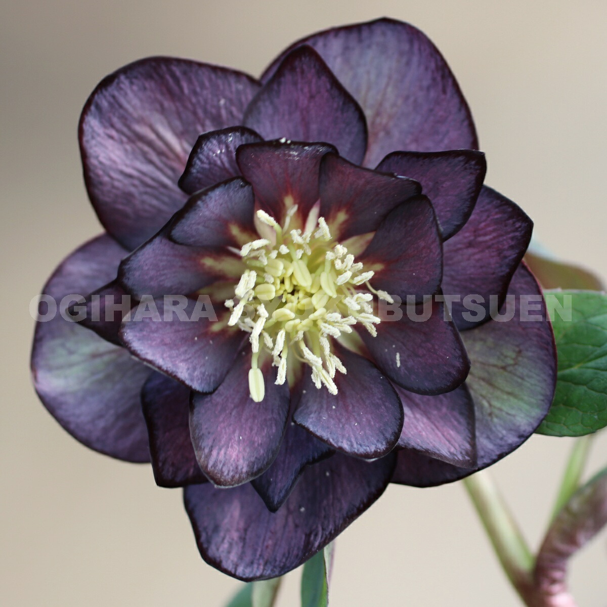 楽天市場】クリスマスローズ グレー ダブル 大苗 : おぎはら植物園