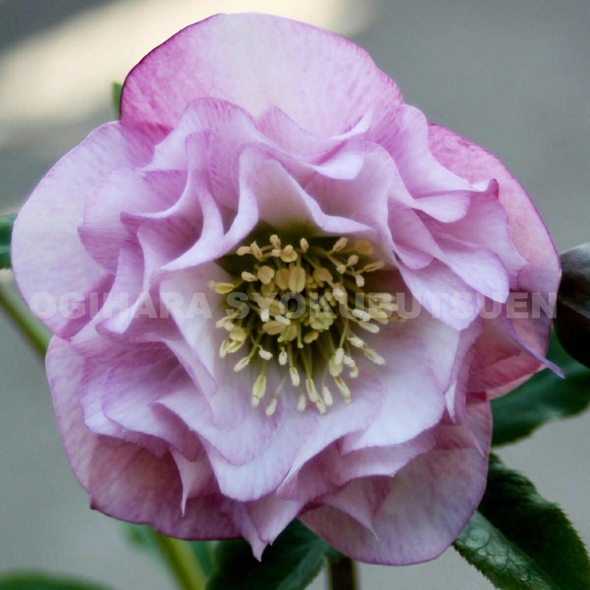 楽天市場】クリスマスローズ ピンク ダブル系（実生小苗） : おぎはら