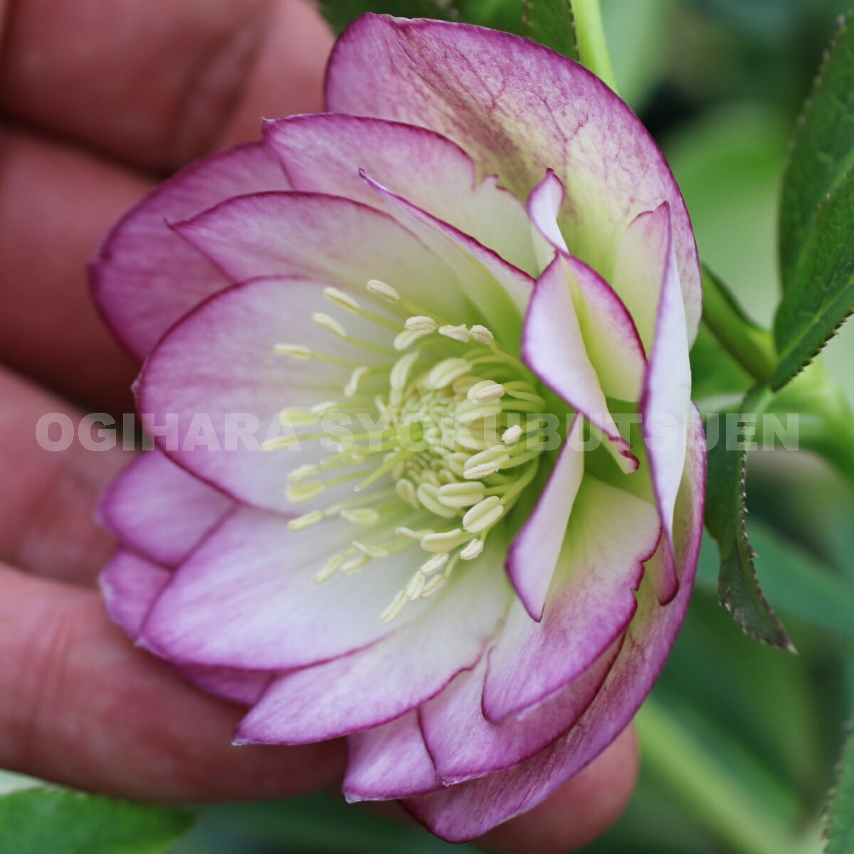 楽天市場】クリスマスローズ リバーシブル ダブル 大苗 : おぎはら植物園