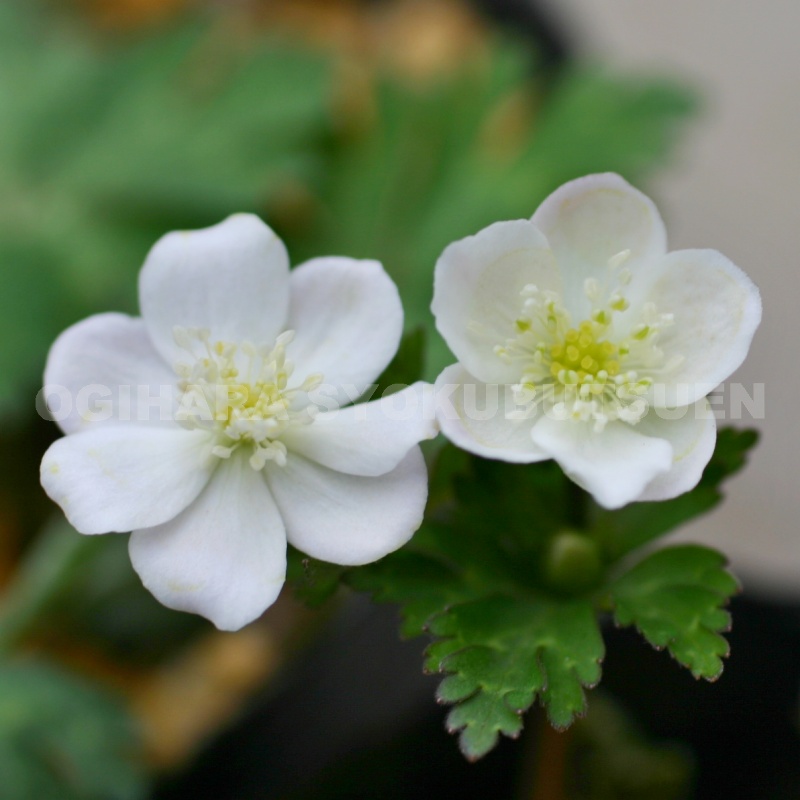 楽天市場】二輪草（ニリンソウ）【新苗】 : おぎはら植物園