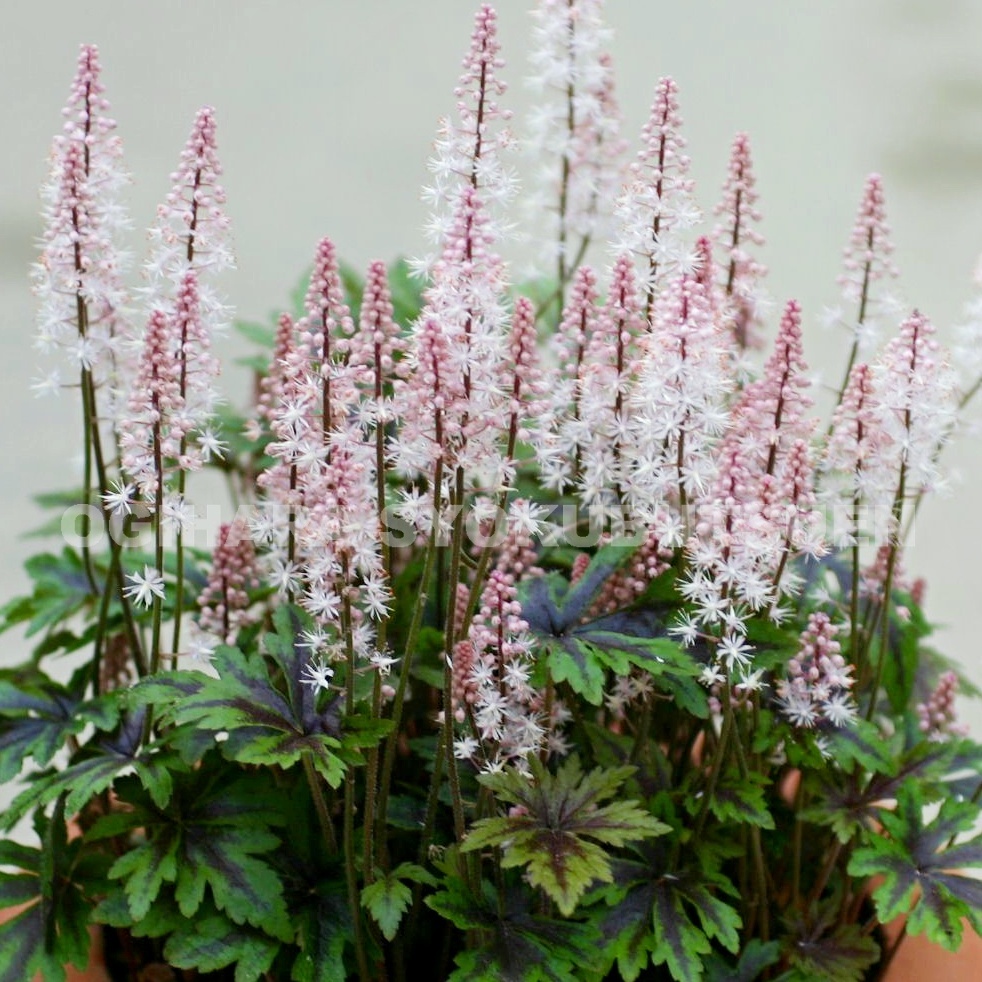 楽天市場】ティアレラ 'ピンク スカイロケット' : おぎはら植物園