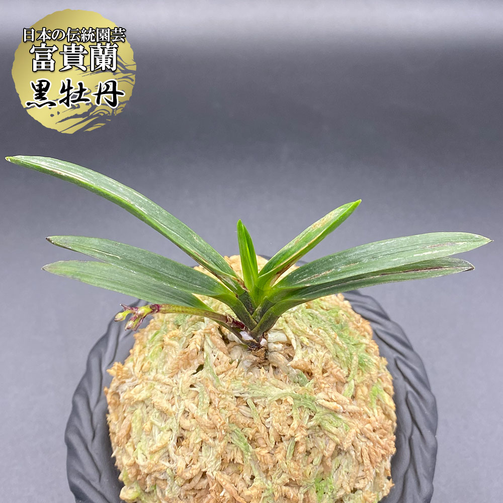 楽天市場】【店内全品2個同時購入10％OFFクーポン配布中】 富貴蘭 黒