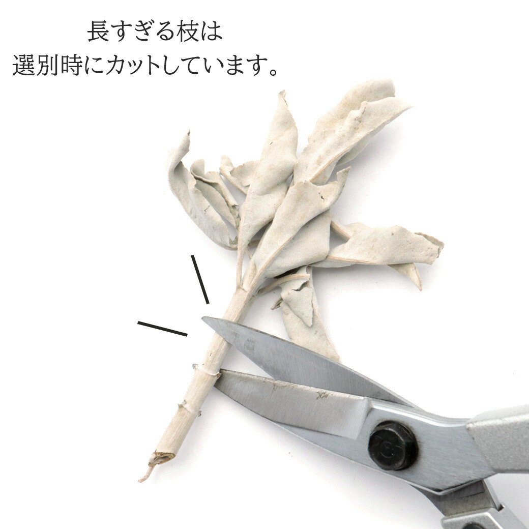 楽天市場】ホワイトセージ 枝付き 30g 選別済み 浄化用 カリフォルニア
