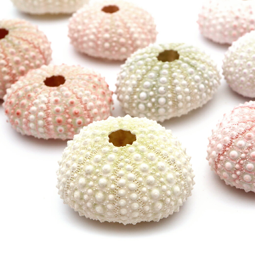 楽天市場】ウニの殻の通販