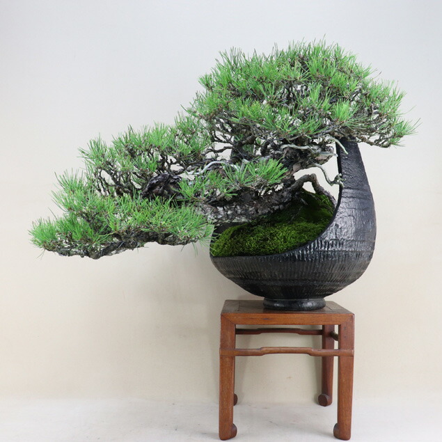 盆栽　鉢　佳山　幅48.5cm 盆栽鉢 植木鉢 「平安泉山青花結晶楕円鉢」 山草鉢 清水焼 京焼 磁器 6