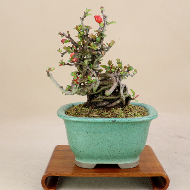 楽天市場】長寿梅 根上り（赤花） 小品盆栽 【雑木盆栽】いよじ園