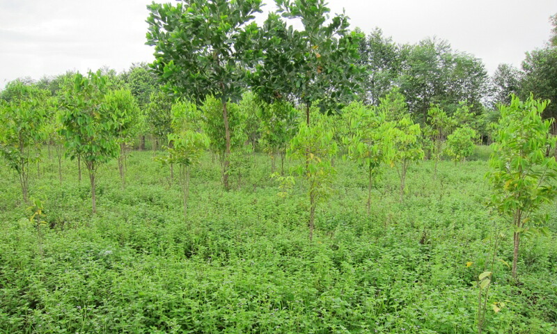 楽天市場】沈香 ベトナム産高級栽培沈香【訳あり中高ランク】100g