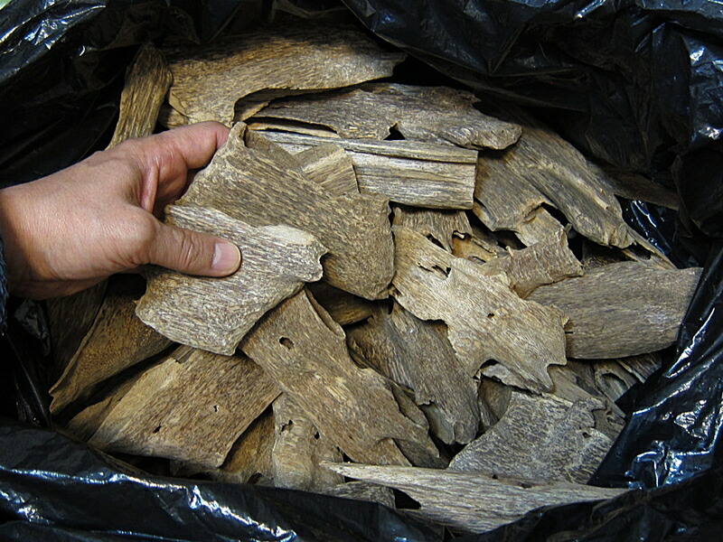 楽天市場】訳あり 沈香 ベトナム産 栽培沈香【中高ランク】100g