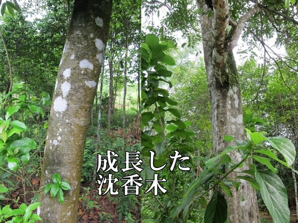 楽天市場】1000円 ベトナム産高級栽培沈香 5g量り売り【中高ランク