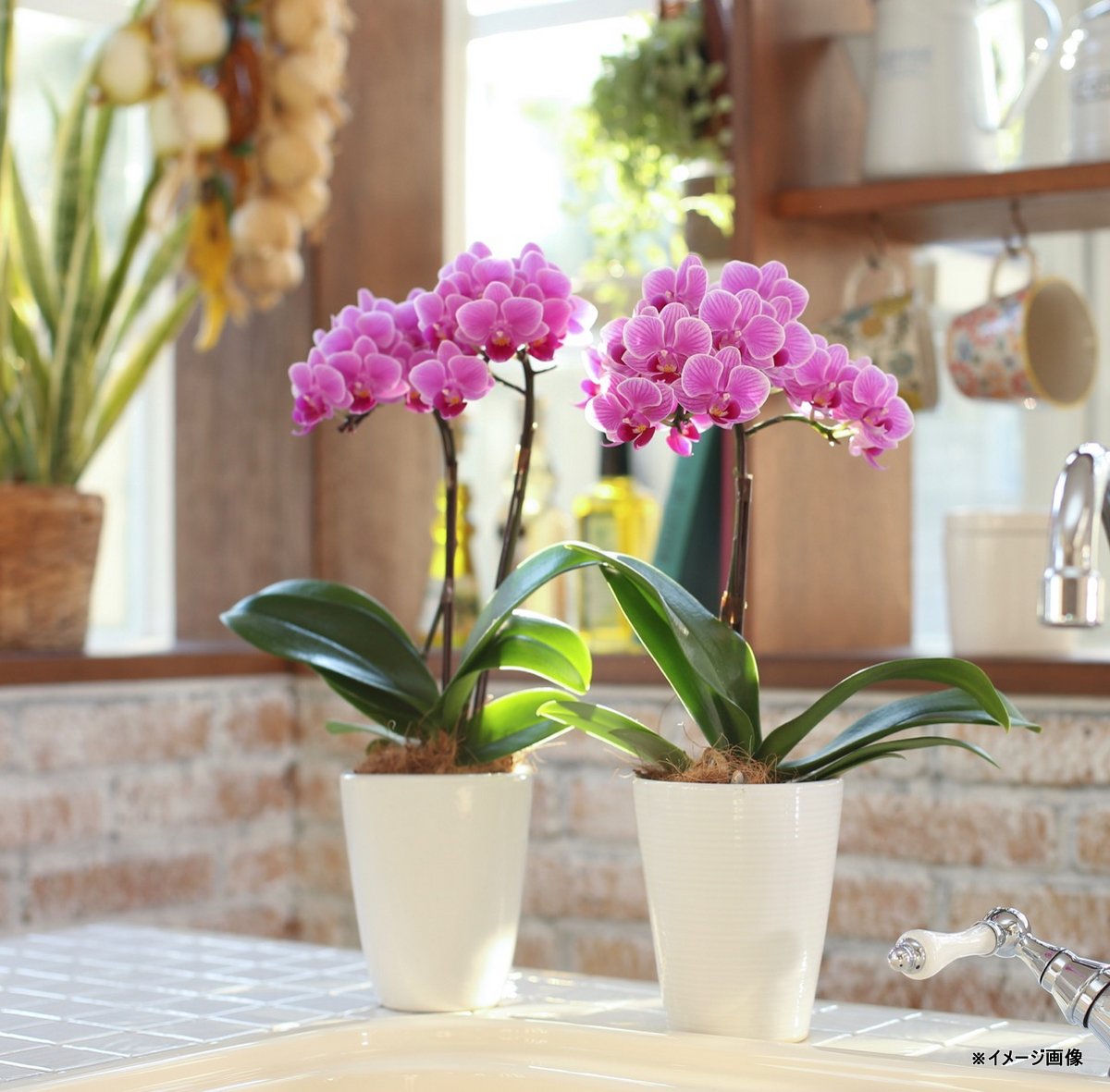 楽天市場】【旬の品種をお届け】マイクロ胡蝶蘭 ピンク系胡蝶蘭 2本