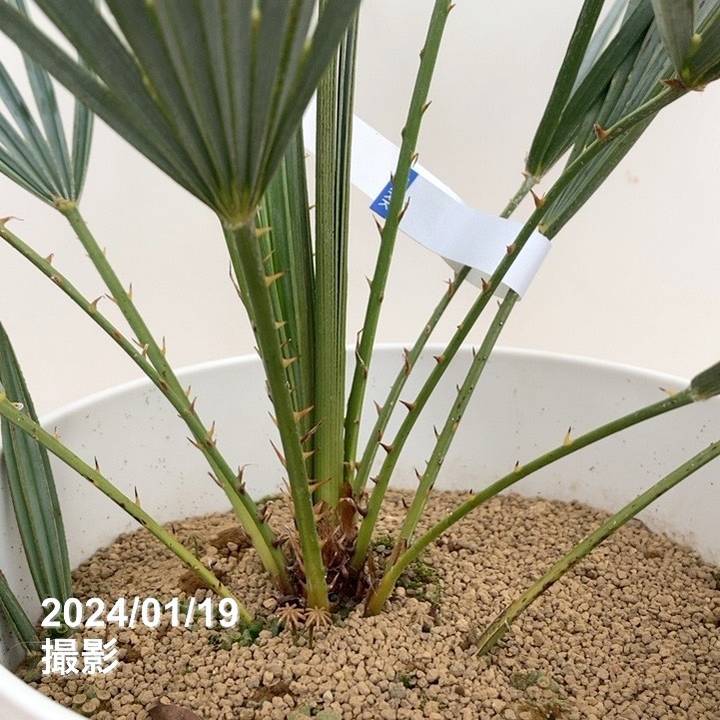 楽天市場】【現品お届け】チャメロプス フミリス セリフェラ 7号（1