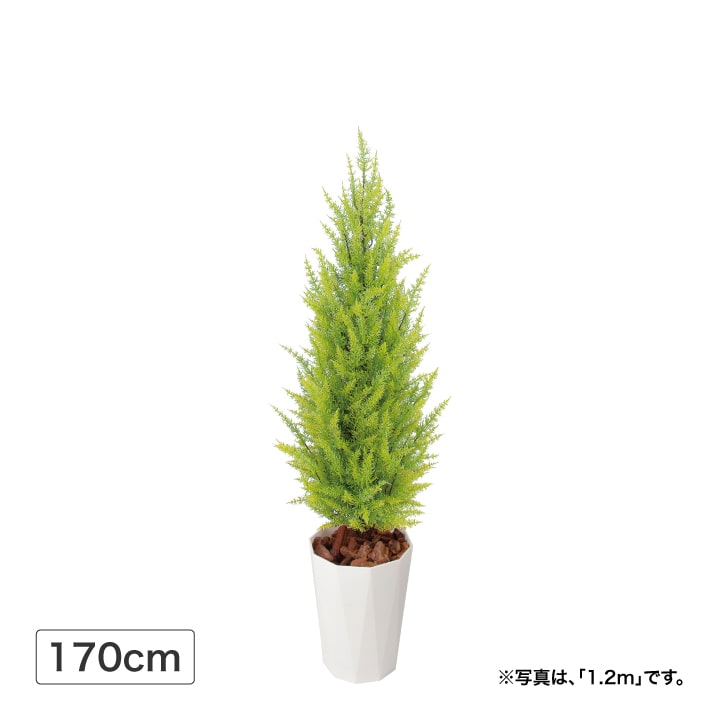 観葉植物 ゴールドクレスト 人工観葉植物」の人気商品一覧 | 安い商品