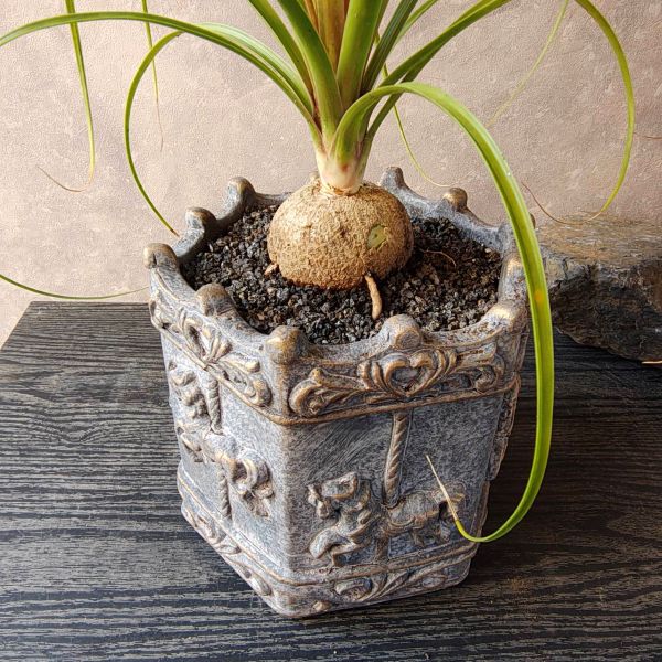 楽天市場】【トックリラン】観葉植物 ポニーテール 記念日 母の日 父の