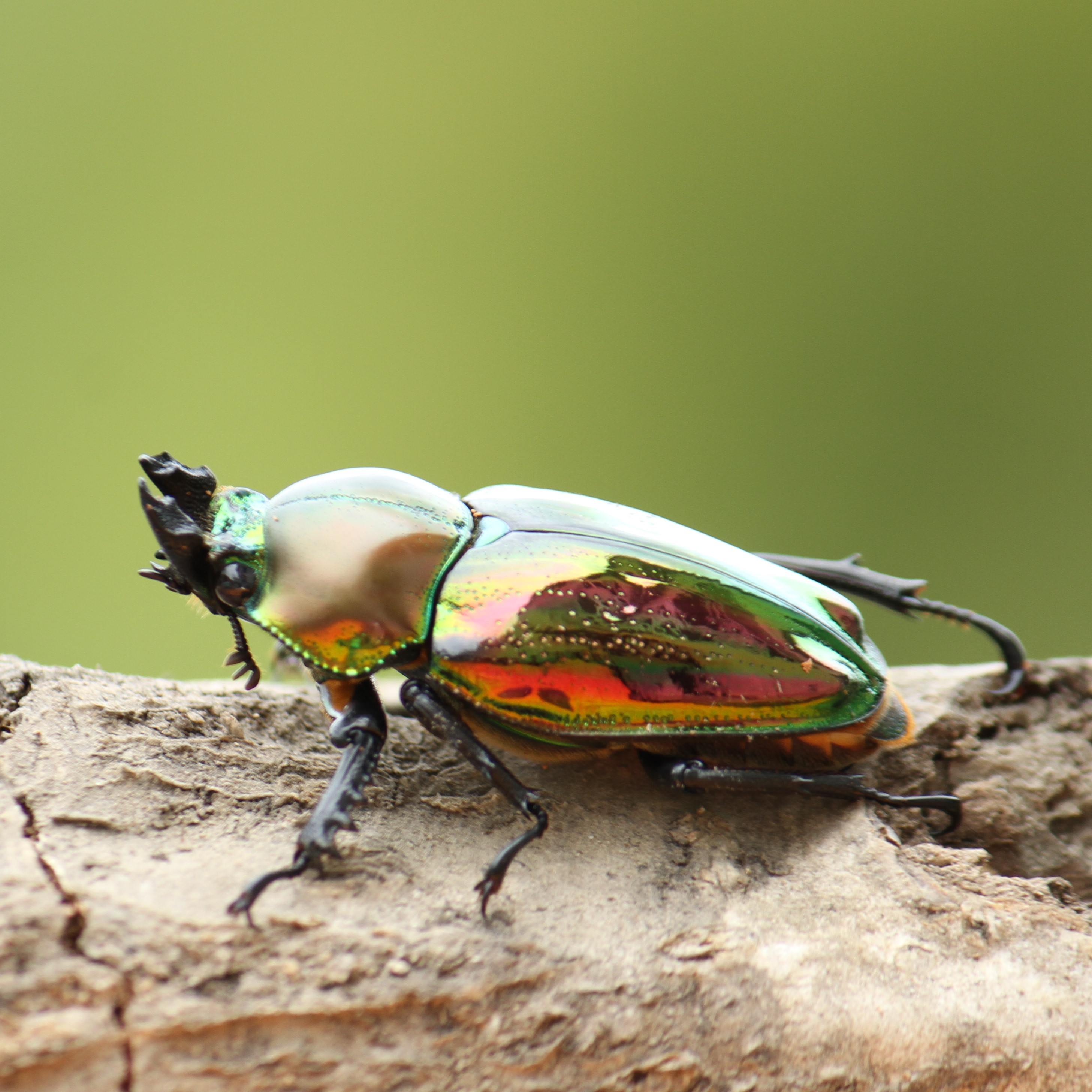 楽天市場】BIGHORN ニジイロクワガタ 40ミリUPペア クインズランド産