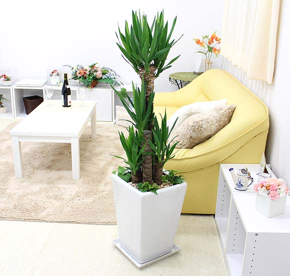 楽天市場】青年の木（ユッカ） ホワイトスクエア陶器鉢＋アイビー寄せ