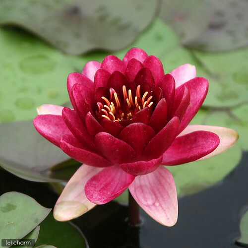 楽天市場】（ビオトープ）睡蓮 温帯性睡蓮（スイレン）（赤） オール