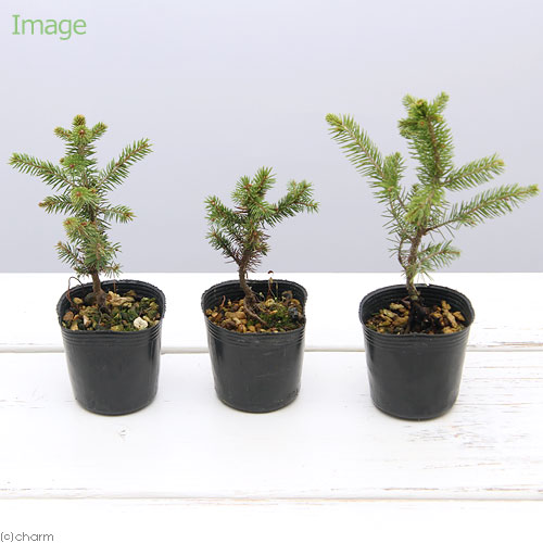 楽天市場】（山野草）盆栽 マツ（松）アカエゾマツ（赤蝦夷松）2．5