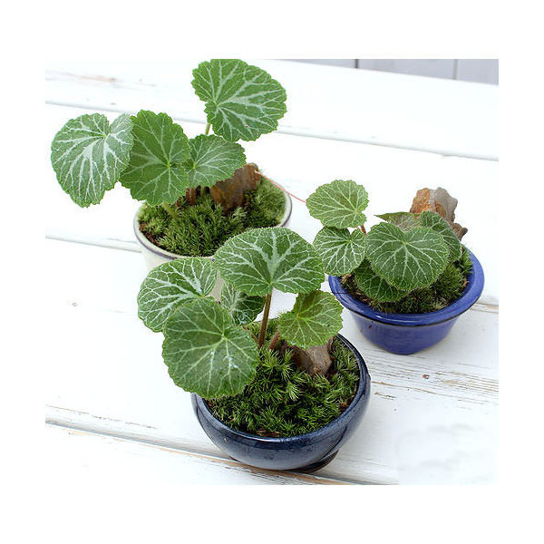 楽天市場】（山野草）盆栽 和盆栽 ユキノシタ 鉢おまかせ（1鉢