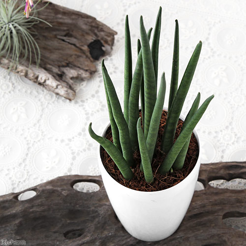 観葉植物 サンスベリア 3号」の人気商品一覧 | 安い商品を通販サイト