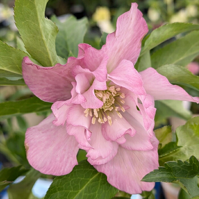 楽天市場】【現品】クリスマスローズ ダブル咲き ピンク系 5号鉢植え