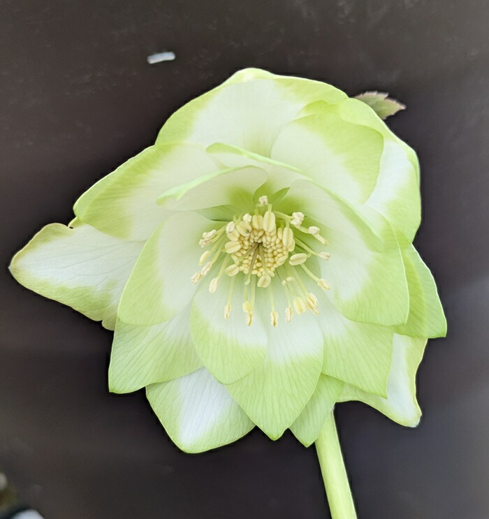 楽天市場】【現品】クリスマスローズ ピエラ ダブル咲き ホワイト系