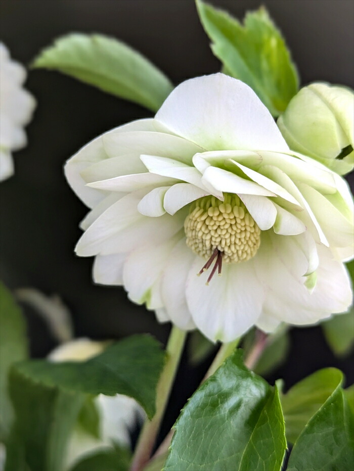 楽天市場】【現品】クリスマスローズ 実生苗 八重咲き グリーンリップ