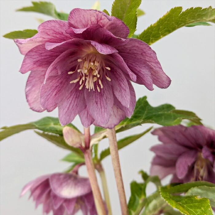 楽天市場】【現品】クリスマスローズ ダブル咲き ゴールドオーレア系