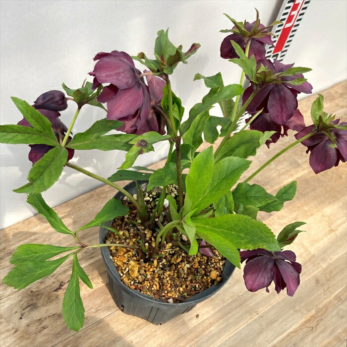 楽天市場】【現品】クリスマスローズ ダブル咲き パープル系 6号鉢植え