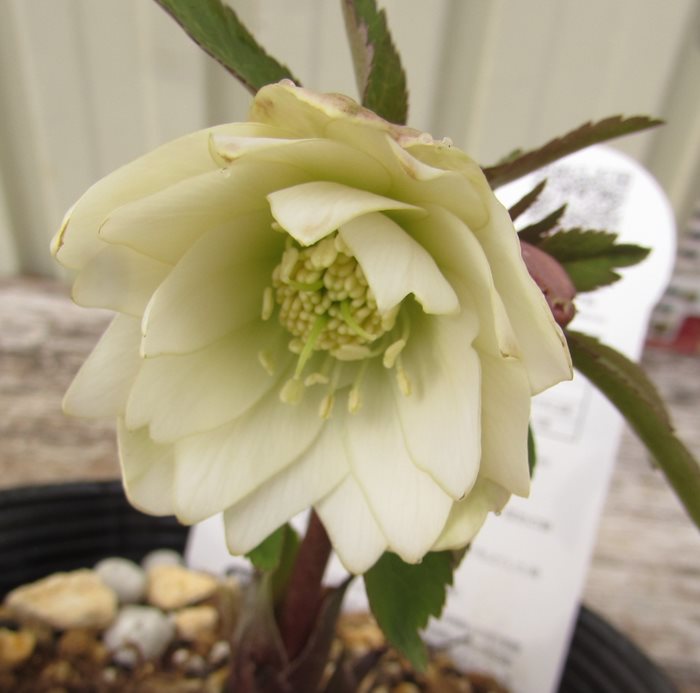 楽天市場】【開花株】ミヨシのクリスマスローズ プチドール 沙羅(サラ