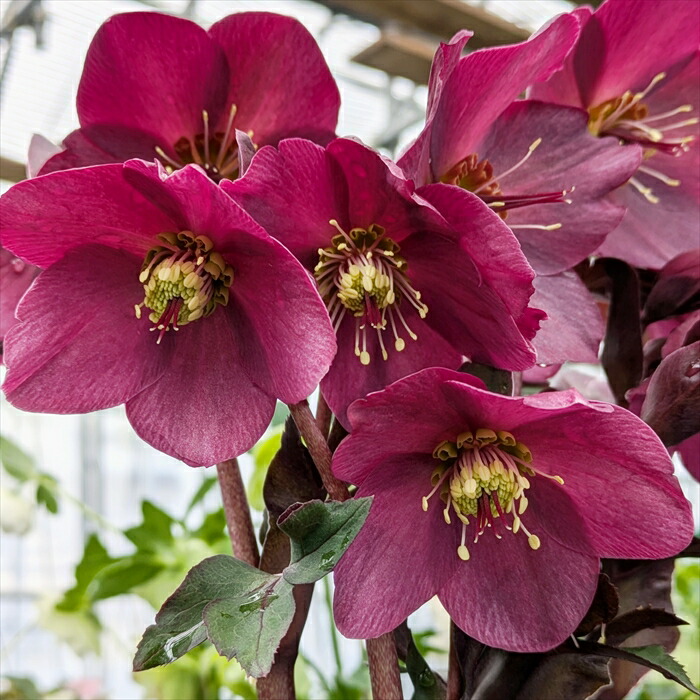 楽天市場】クリスマスローズ 氷の薔薇(コオリノバラ) レッド 6号