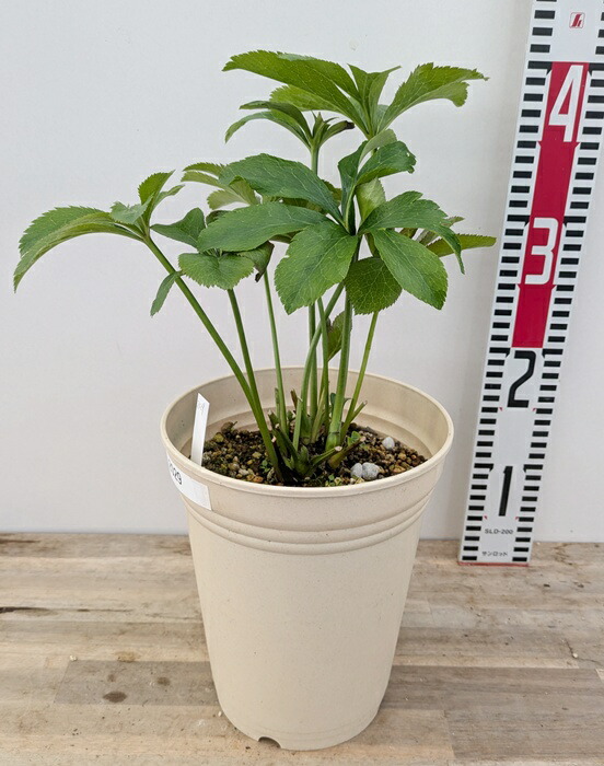 楽天市場】【現品】クリスマスローズ ダブル咲き ホワイト系 6号鉢植え