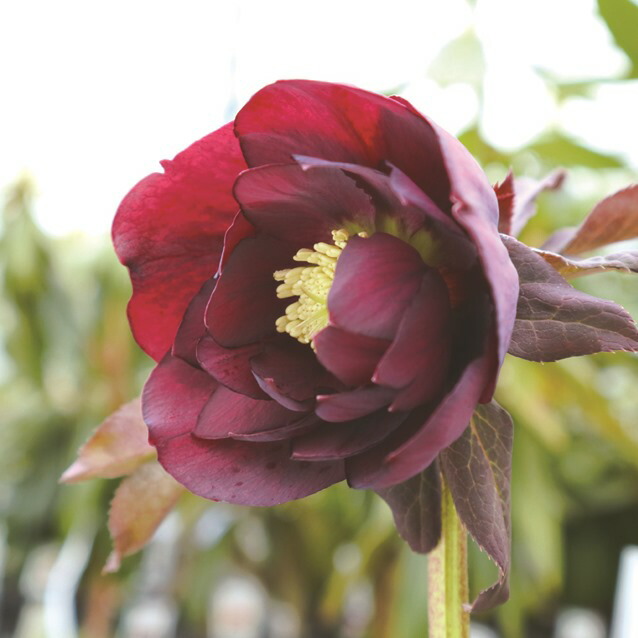 楽天市場】クリスマスローズ 雅シリーズ 寒牡丹（カンボタン） 4号苗