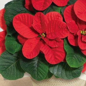 楽天市場】クリスマス 鉢植え 花 ポインセチア ギフト プレゼント 誕生