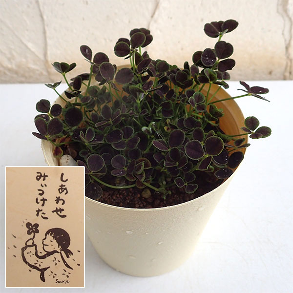 クローバー 苗」の人気商品一覧 | 安い商品を通販サイトから探す