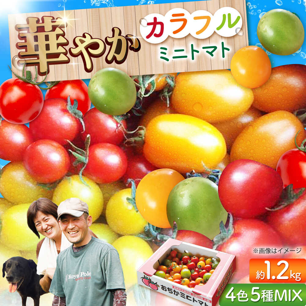 楽天市場】【ふるさと納税】【2025年11月中旬〜2026年5月上旬発送分